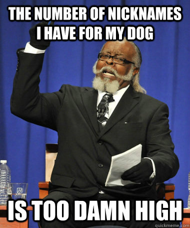 The number of nicknames i have for my dog is too damn high  The Rent Is Too Damn High