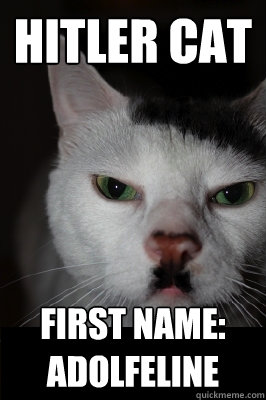 Hitler cat First name: adolfeline  Hitler cat