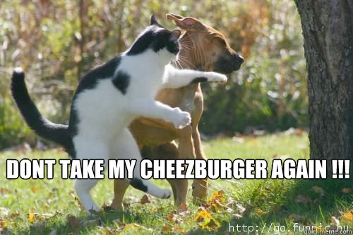 cheeseburger the cat