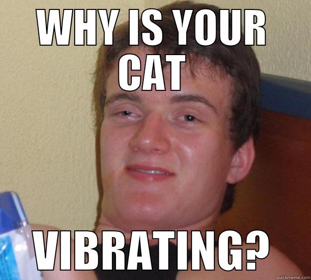 WHY IS YOUR CAT VIBRATING? 10 Guy