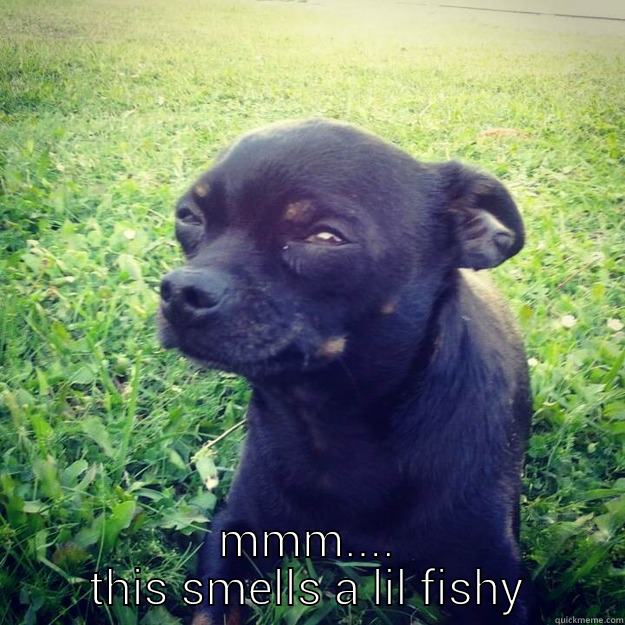 fishy situation -  MMM.... THIS SMELLS A LIL FISHY Skeptical Dog