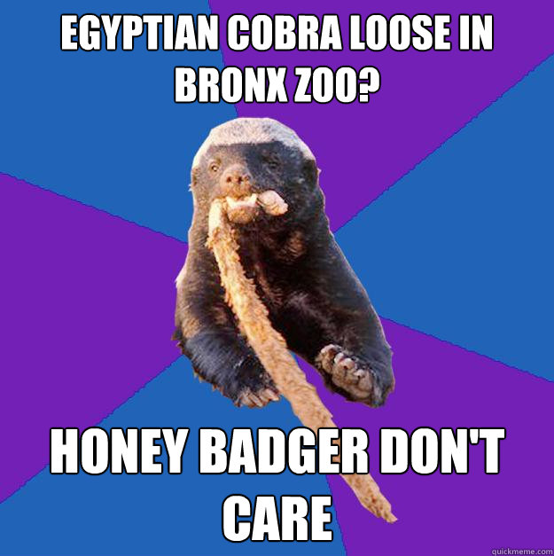 Egyptian Cobra loose in Bronx zoo? honey badger don't care  Honey Badger Dont Care