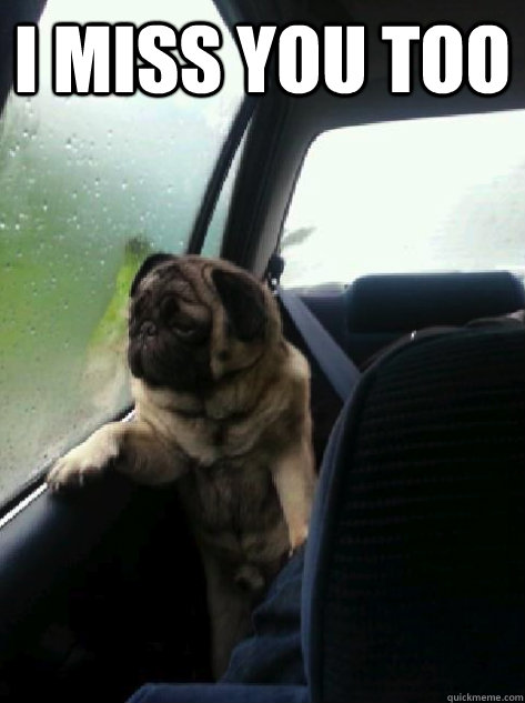 I MISS YOU TOO  - I MISS YOU TOO   Introspective Pug