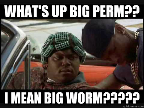 WHAT'S UP BIG PERM?? I MEAN BIG WORM????? - WHAT'S UP BIG PERM?? I MEAN BIG WORM?????  BIG PERM