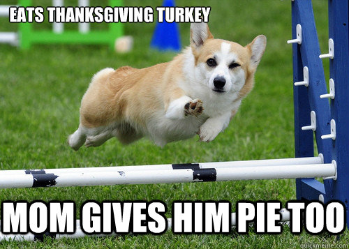 Eats thanksgiving turkey mom gives him pie too  Ridiculously Photogenic Dog
