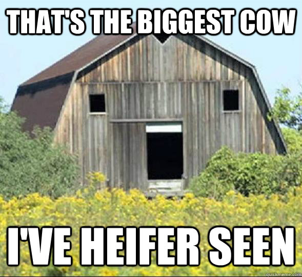 that's the biggest cow i've heifer seen  - that's the biggest cow i've heifer seen   Surprised Barn