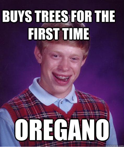 Buys trees for the first time Oregano - Buys trees for the first time Oregano  Bad Luck Brain