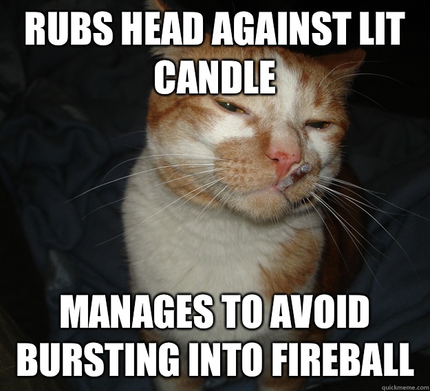 Rubs head against lit candle Manages to avoid bursting into fireball  Cool Cat Craig