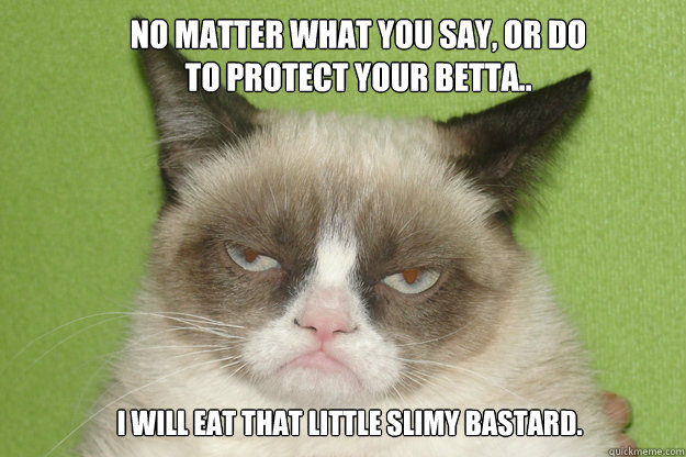 no matter what you say, or do to protect your betta.. I will eat that little slimy bastard. - no matter what you say, or do to protect your betta.. I will eat that little slimy bastard.  GrumpyCat1