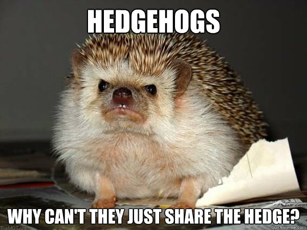 Hedgehogs Why can't they just share the hedge?  Angry Hedgehog