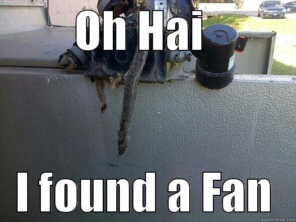 OH HAI  I FOUND A FAN Misc