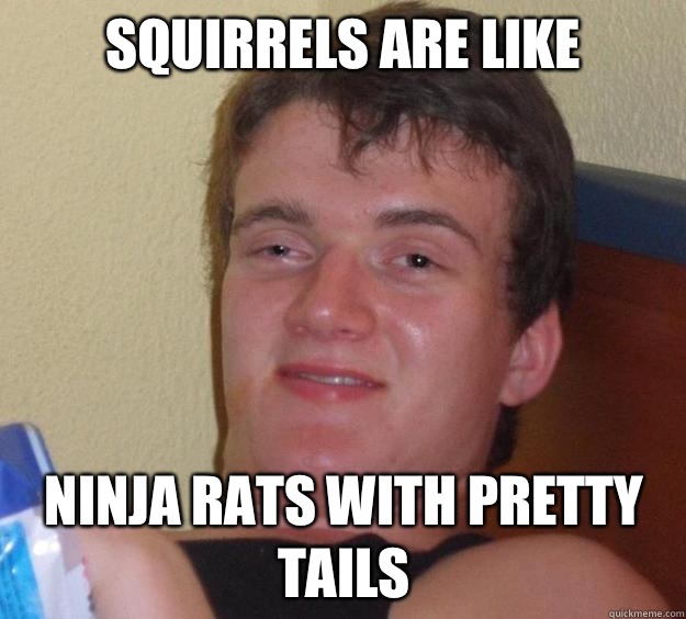 Squirrels are like
 Ninja rats with pretty tails  10 Guy