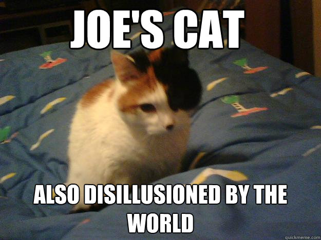 Joe's cat Also Disillusioned by the world  Disillusionment