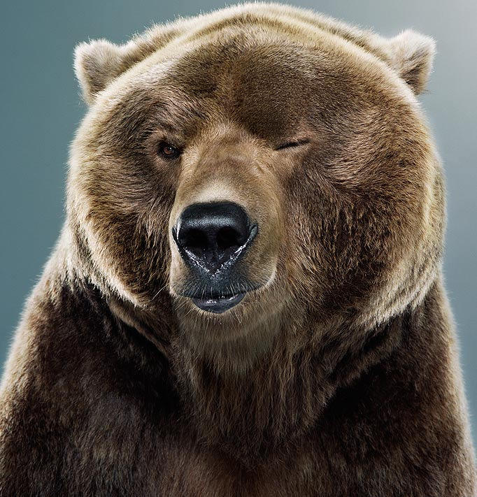 Who's Your Papa Bear? -  WHO'S YOUR PAPA BEAR? Misc