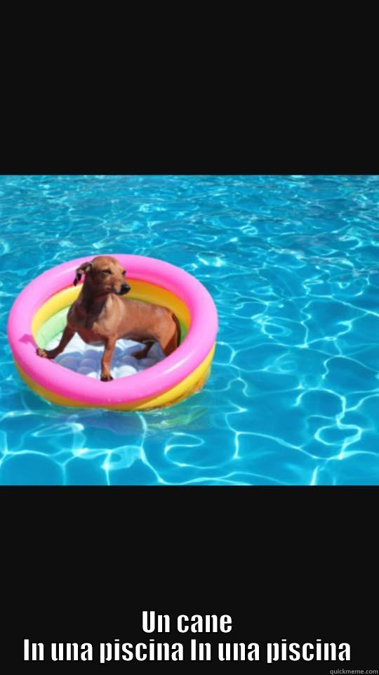                           UN CANE IN UNA PISCINA IN UNA PISCINA Misc