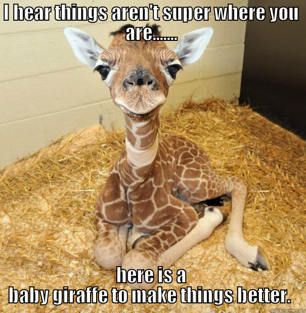 I HEAR THINGS AREN'T SUPER WHERE YOU ARE....... HERE IS A  BABY GIRAFFE TO MAKE THINGS BETTER.   Misc