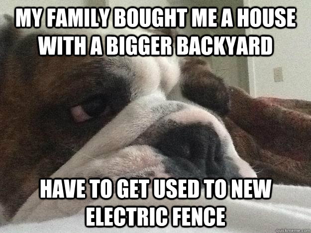 my family bought me a house with a bigger backyard have to get used to new electric fence  First World Dog problems
