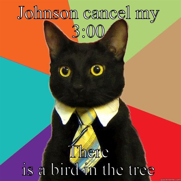 JOHNSON CANCEL MY 3:00 THERE IS A BIRD IN THE TREE Business Cat