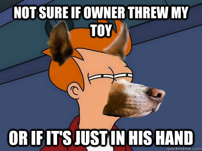 Not sure if owner threw my toy or if it's just in his hand  