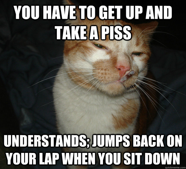 You have to get up and take a piss Understands; jumps back on your lap when you sit down  Cool Cat Craig
