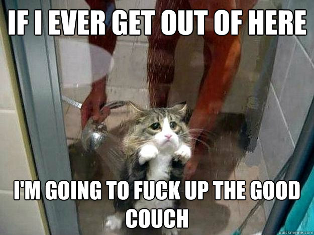 if i ever get out of here I'm going to fuck up the good couch  Shower kitty