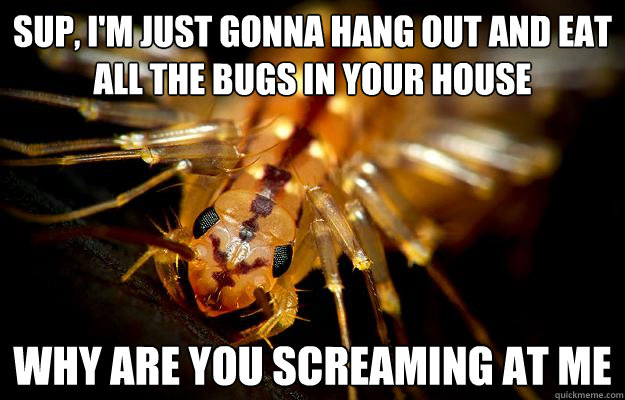 sup, i'm just gonna hang out and eat all the bugs in your house why are you screaming at me  Helpful House Centipede