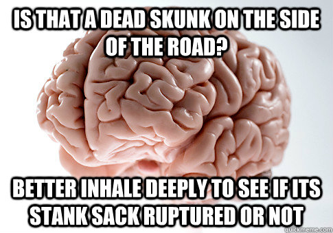 is that a dead skunk on the side of the road? better inhale deeply to see if its stank sack ruptured or not  Scumbag Brain