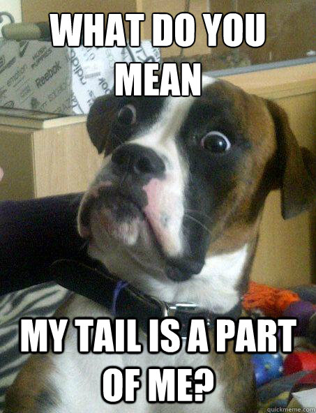what do you mean my tail is a part of me?  Shocked Dog
