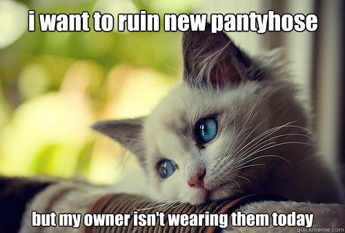 i want to ruin new pantyhose but my owner isn't wearing them today  First World Problems Cat