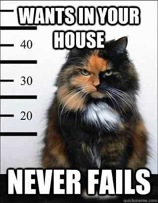 Wants in your house Never fails  Scumbag Cat