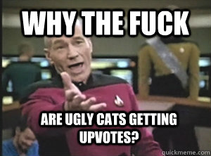 Why the fuck are ugly cats getting upvotes?  Annoyed Picard