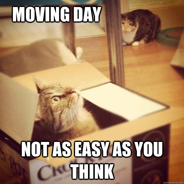 Moving day Not as easy as you think  Cats wife