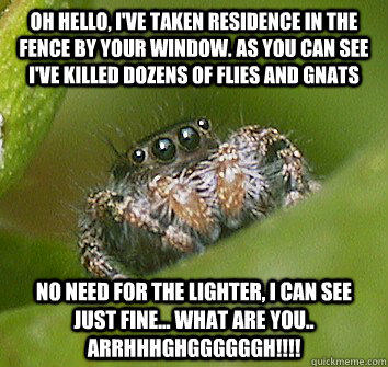 Oh hello, I've taken residence in the fence by your window. As you can see I've killed dozens of flies and gnats No need for the lighter, I can see just fine... what are you.. ARRHHHGHGGGGGGH!!!! - Oh hello, I've taken residence in the fence by your window. As you can see I've killed dozens of flies and gnats No need for the lighter, I can see just fine... what are you.. ARRHHHGHGGGGGGH!!!!  Misunderstood Spider