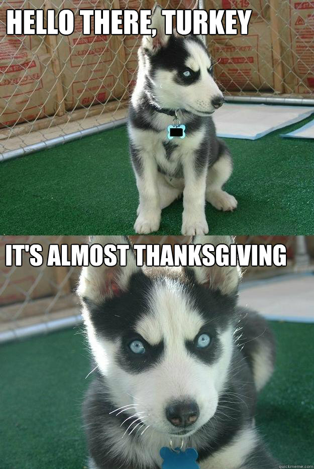 hello there, turkey it's almost thanksgiving  Insanity puppy