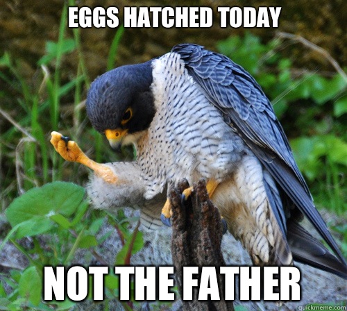 Eggs hatched today Not the father - Eggs hatched today Not the father  Success Falcon