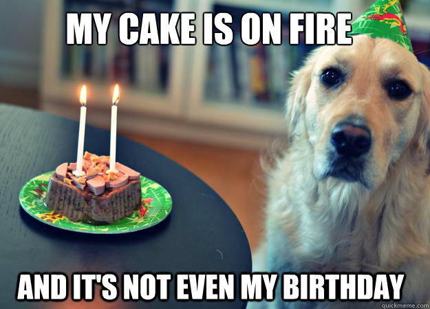 My cake is on fire And It's not even my birthday  Sad Birthday Dog