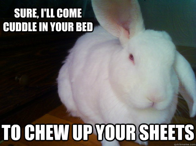sure, i'll come cuddle in your bed to chew up your sheets - sure, i'll come cuddle in your bed to chew up your sheets  Not-So-Innocent Rabbit