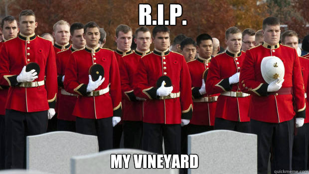 R.I.P. My Vineyard - R.I.P. My Vineyard  moment of silence for our brothers in the friendzone