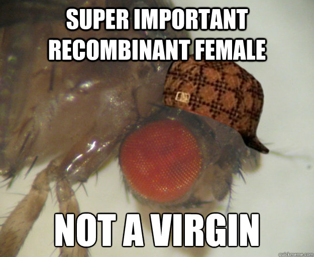 super important recombinant female not a virgin  Scumbag Drosophila