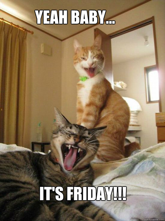 YEAH BABY... IT'S FRIDAY!!! - YEAH BABY... IT'S FRIDAY!!!  Friday Cats