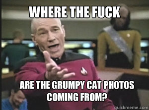 where the fuck are the grumpy cat photos coming from? - where the fuck are the grumpy cat photos coming from?  Annoyed Picard