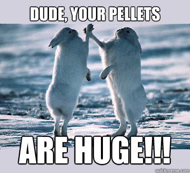 dude, your pellets are huge!!!  Bunny Bros
