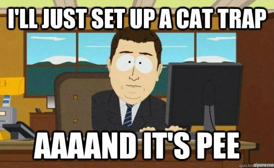 i'll just set up a cat trap AAAAND it'S PEE  aaaand its gone