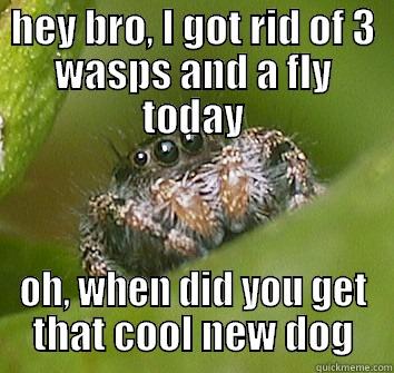 hey bro, I got rid of 3 wasps and a fly today - HEY BRO, I GOT RID OF 3 WASPS AND A FLY TODAY OH, WHEN DID YOU GET THAT COOL NEW DOG Misunderstood Spider