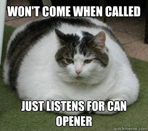 won't come when called just listens for can opener  Fat Cat