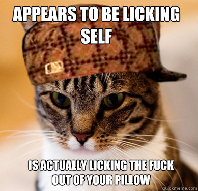 appears to be licking self Is actually licking the fuck out of your pillow - appears to be licking self Is actually licking the fuck out of your pillow  Scumbag Cat