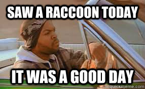 saw a raccoon today It was a good day  