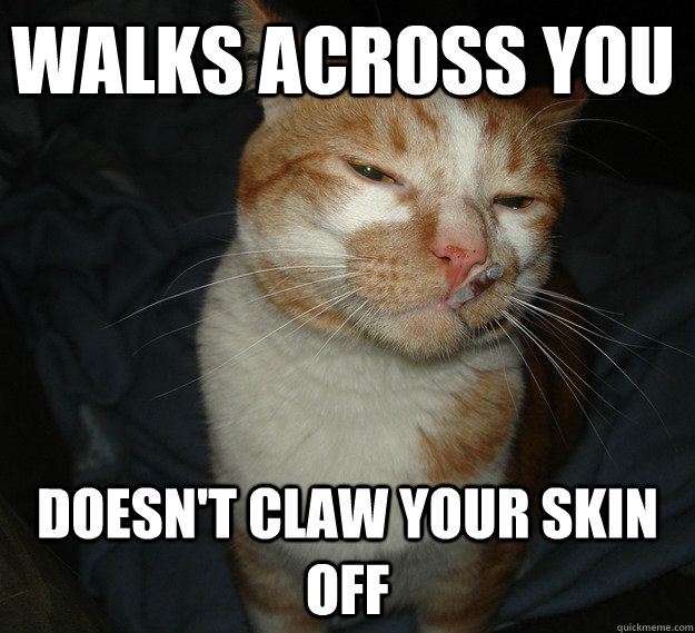 Walks across you Doesn't claw your skin off  Good Guy Cat
