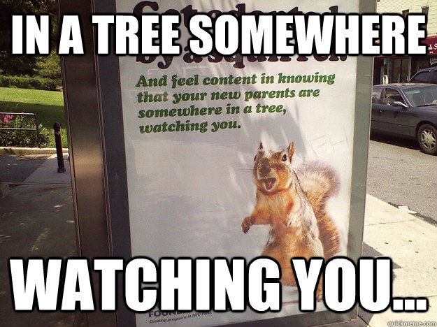 In a tree somewhere Watching you... - In a tree somewhere Watching you...  Overly Attached Squirrel