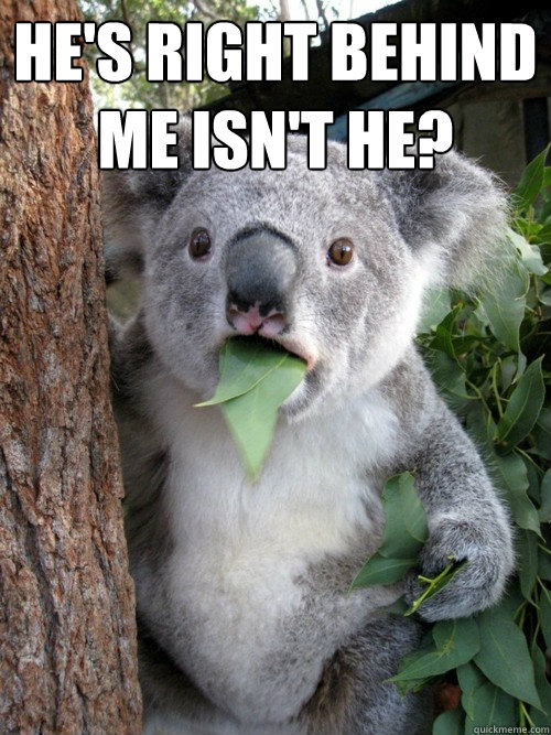 He's right behind me isn't he?  - He's right behind me isn't he?   Surprised Koala